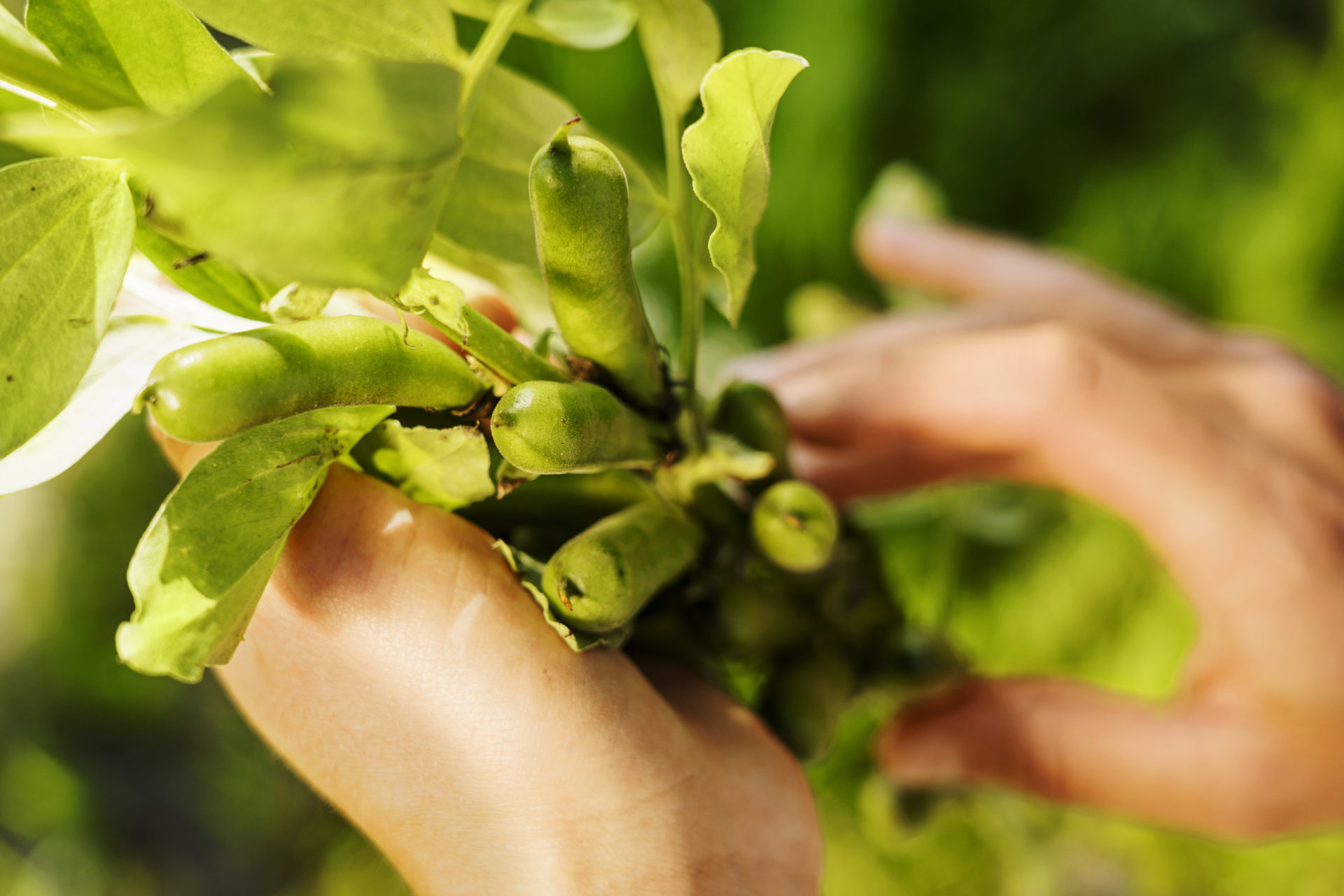 maanviljely härkäpapu